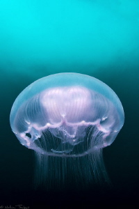 jellyfish (Pescador island) by Mathieu Foulquié 